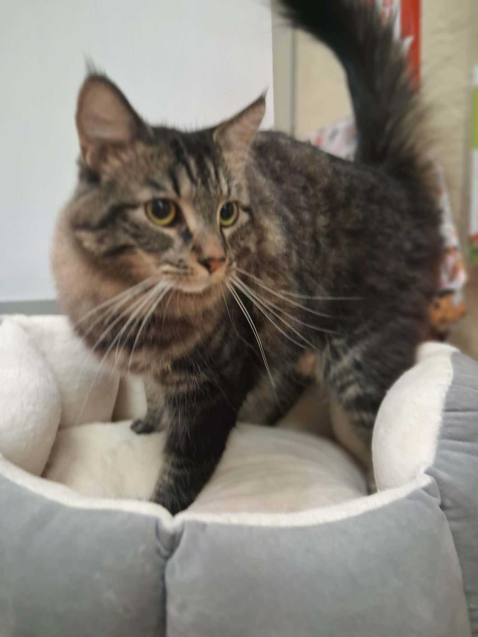 Click for full size picture - Mowgli