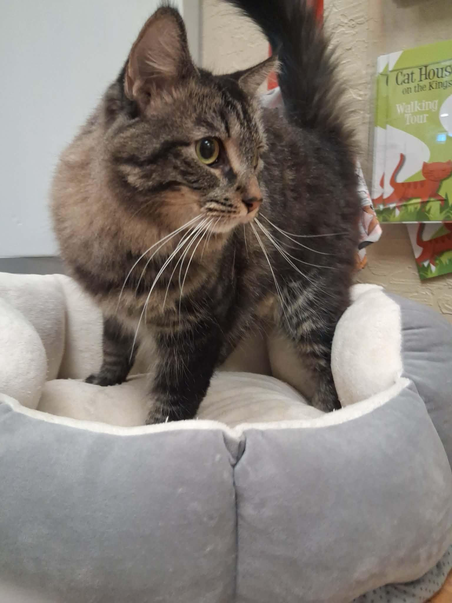 Click for full size picture - Mowgli