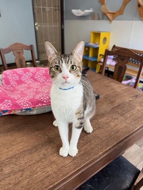 Cat 26258 (Jamison) Cat 26258 (Jamison)