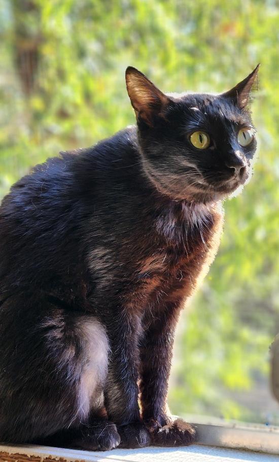 Cat 26789 (Lechuza) Cat 26789 (Lechuza)