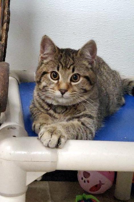 Kitten 25409 (Ricky) Kitten 25409 (Ricky)