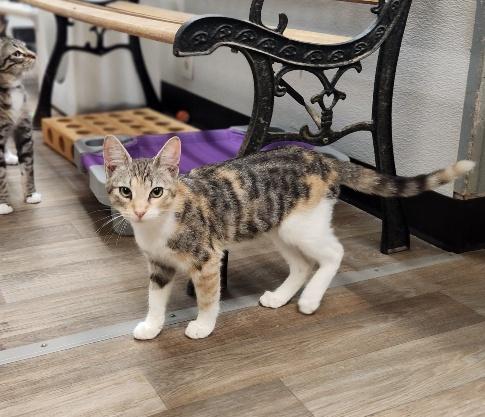 Kitten 27410 (Bonnie) Kitten 27410 (Bonnie)
