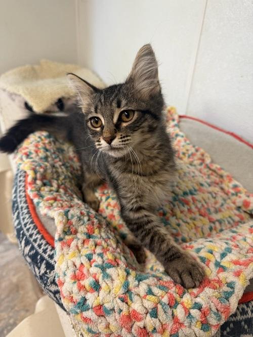 Kitten 27415 (Mary) Kitten 27415 (Mary)