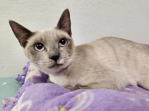 Cat 26622 (Jasmine) Cat 26622 (Jasmine)