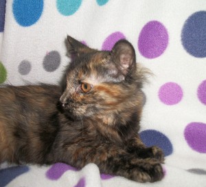 Kitten 7923 (Taffy) Kitten 7923 (Taffy)