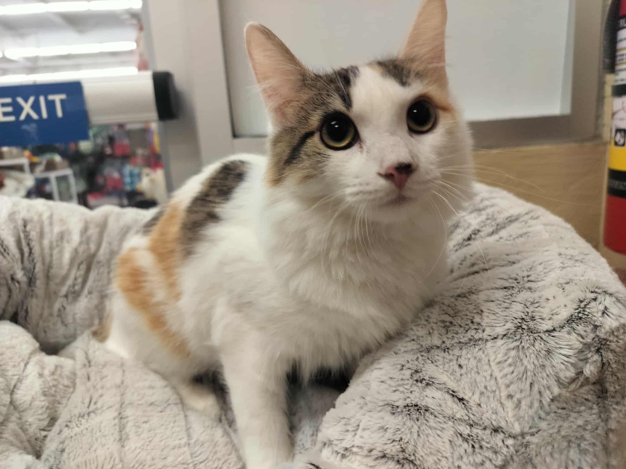 Chloe Chloe