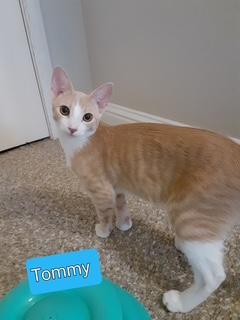 Tommy Tommy