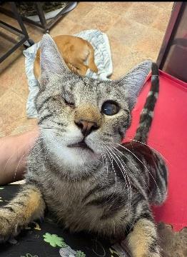 Click for full size picture - Cat 26435 (Bruce)