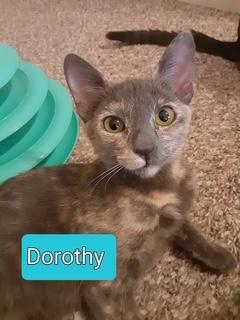 Dorothy Dorothy