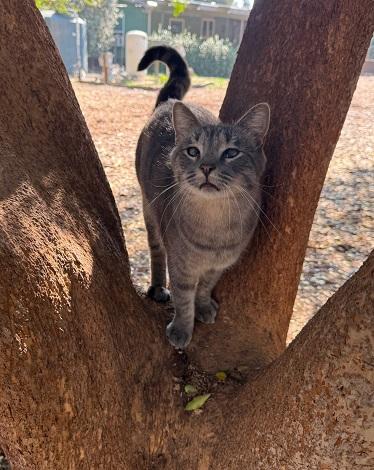 Click for full size picture - Goose