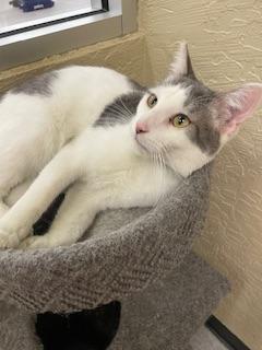 Click for full size picture - Patches