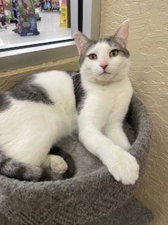 Click for full size picture - Patches