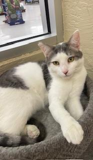 Click for full size picture - Patches