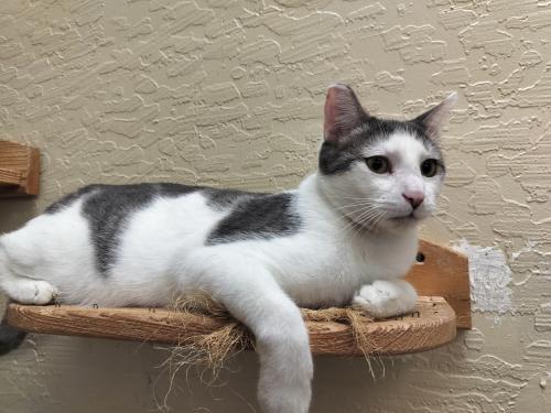 Click for full size picture - Patches