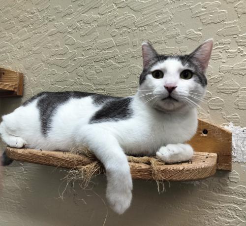 Click for full size picture - Patches