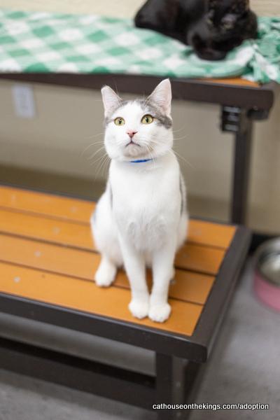 Click for full size picture - Patches