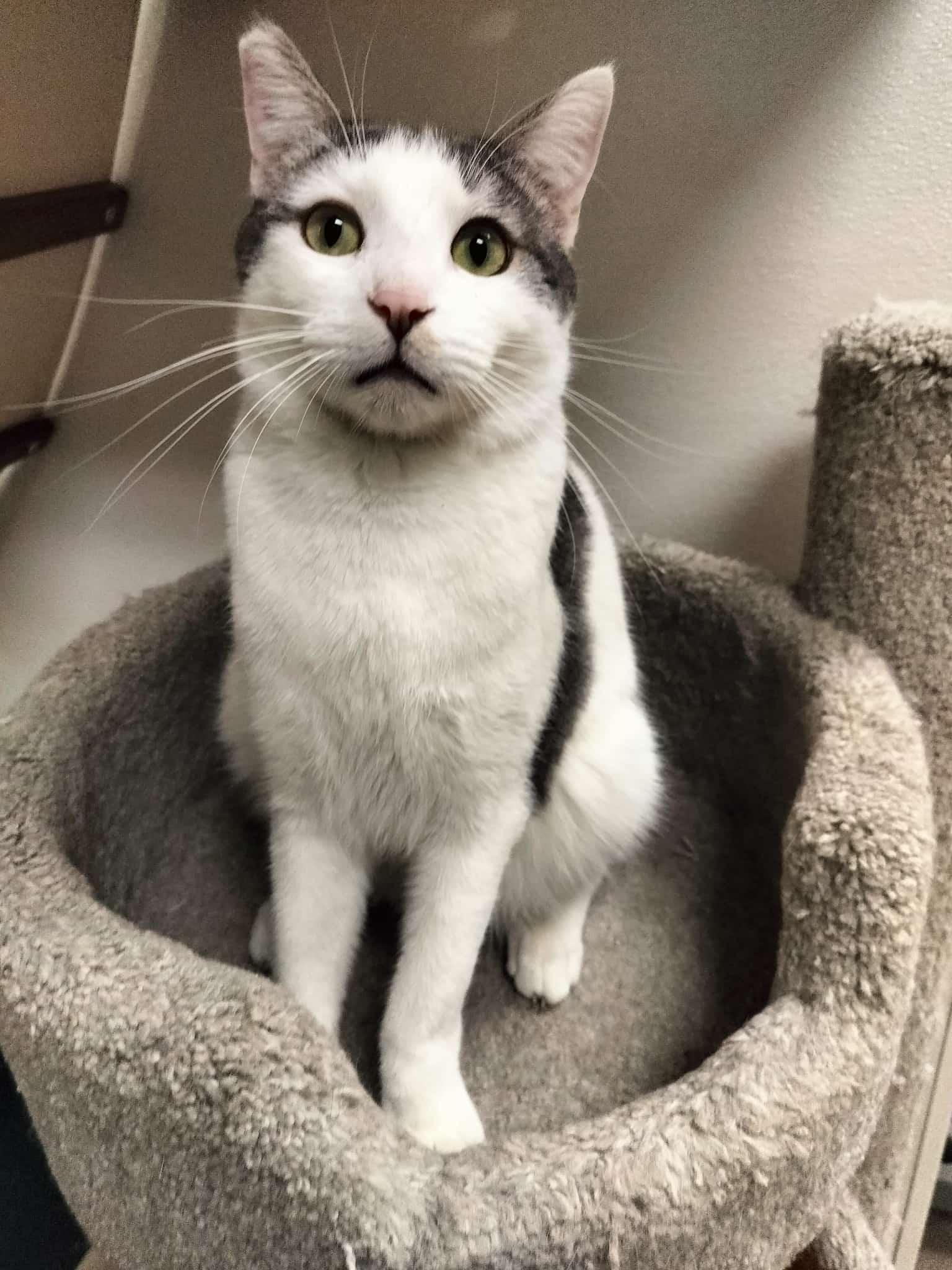 Click for full size picture - Patches