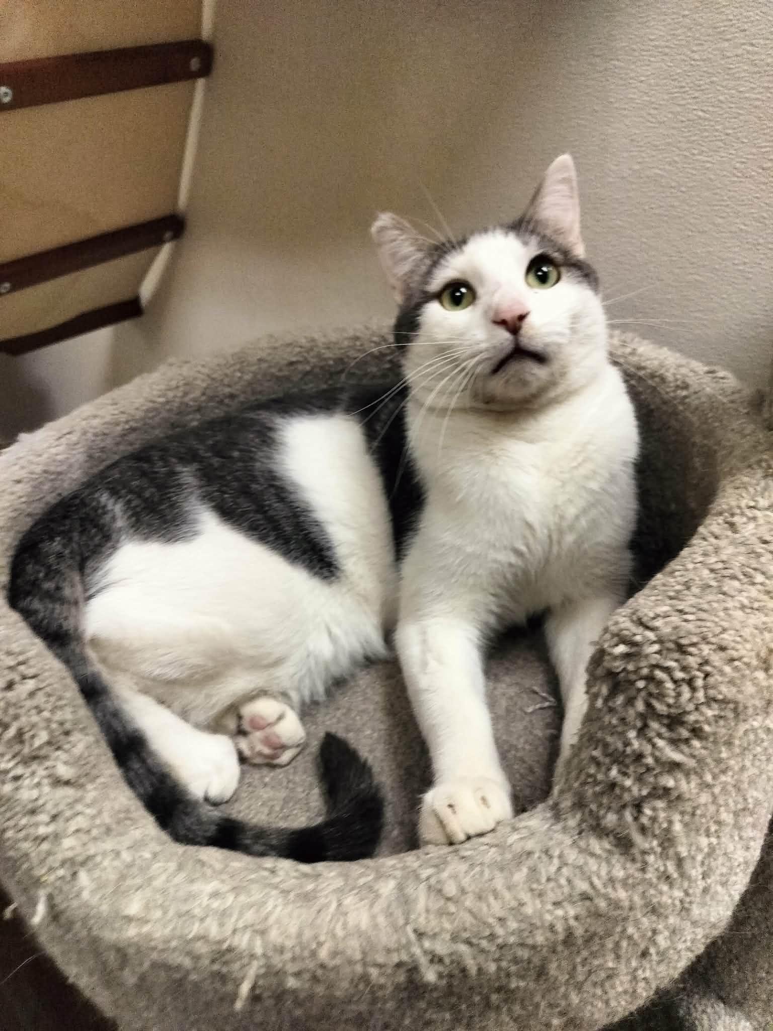 Click for full size picture - Patches