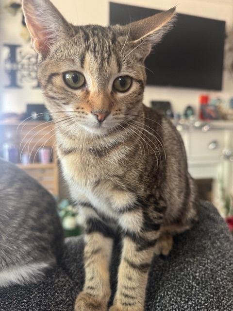 Calypso Calypso