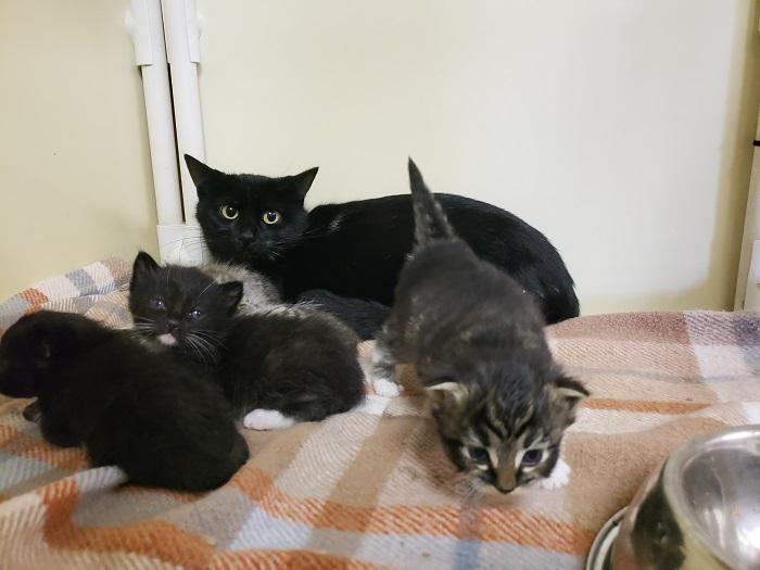 Mom Cat 16840 Mom Cat 16840