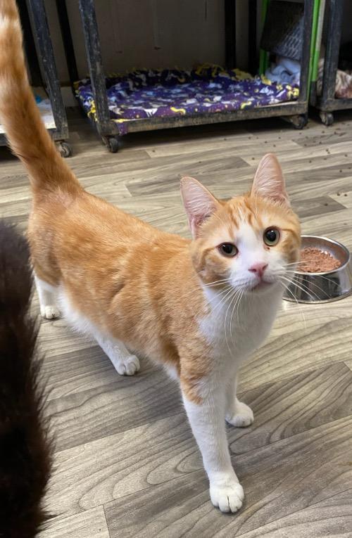 Cat 25741 (Velma) Cat 25741 (Velma)