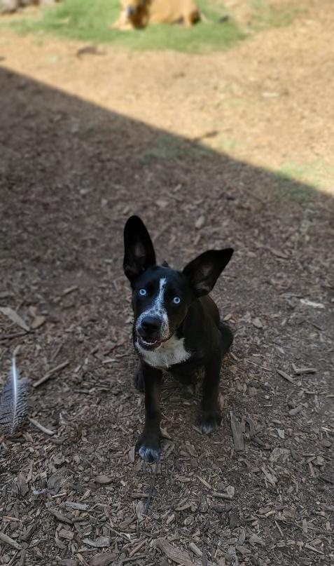 Puppy 26142 (Ramona) photo