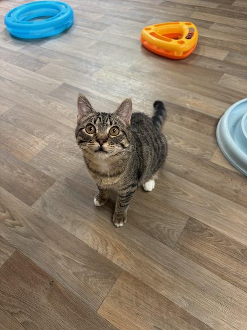 Cat 27449 (Griselda) Cat 27449 (Griselda)