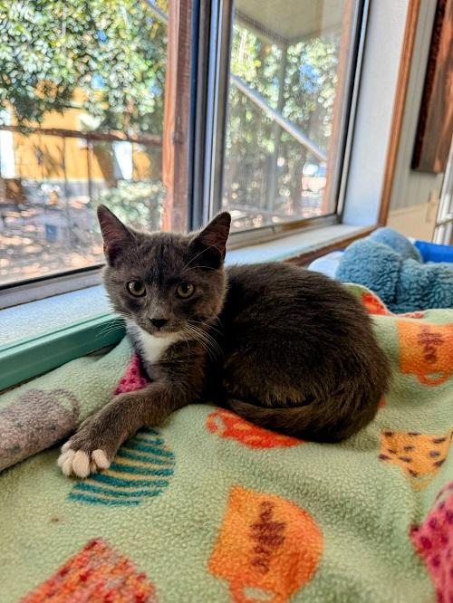 Kitten 27256 (Smokey) Kitten 27256 (Smokey)