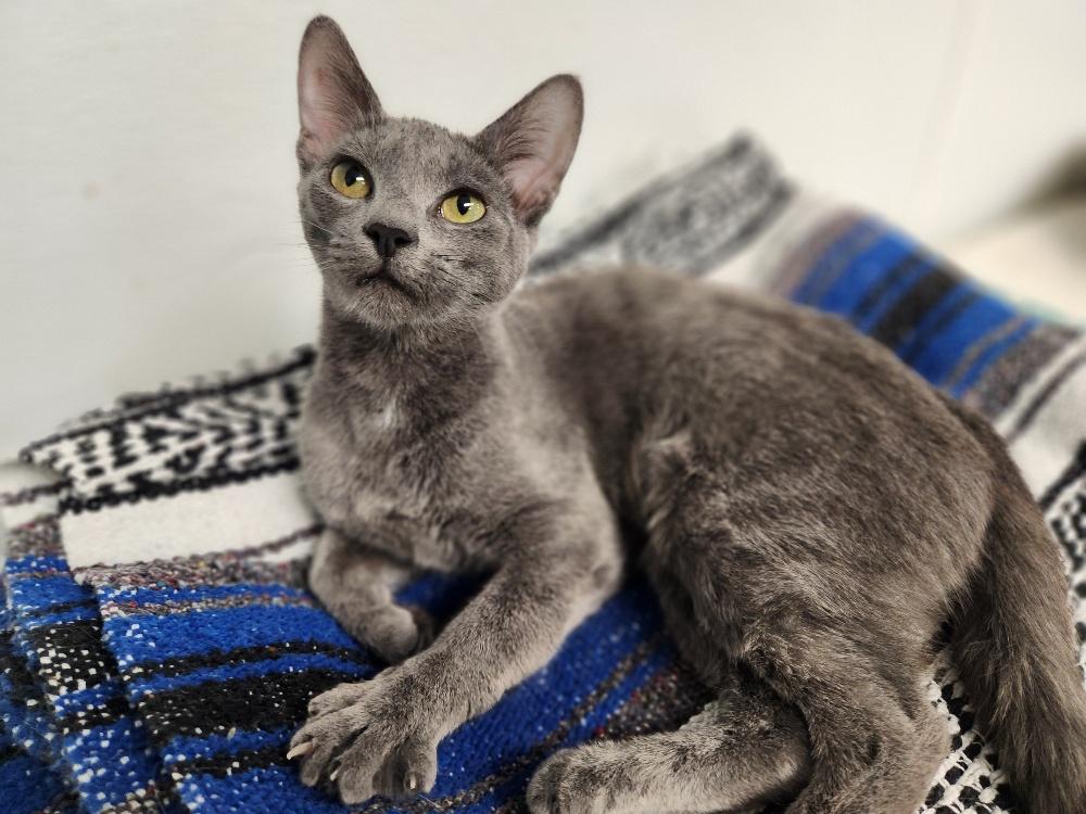 Cat 27358 (Eleven) Cat 27358 (Eleven)