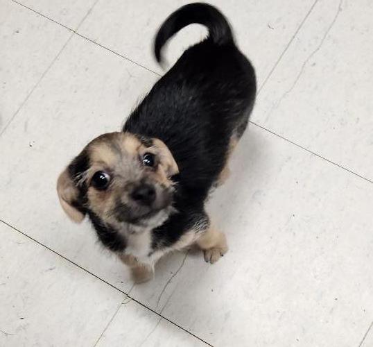 Puppy 27062 (Cynthia) Puppy 27062 (Cynthia)