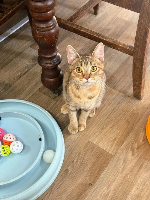 Cat 26877 (Lilo) Cat 26877 (Lilo)