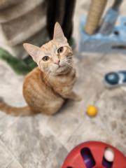 Kitten 27285 (Zinnia) Kitten 27285 (Zinnia)