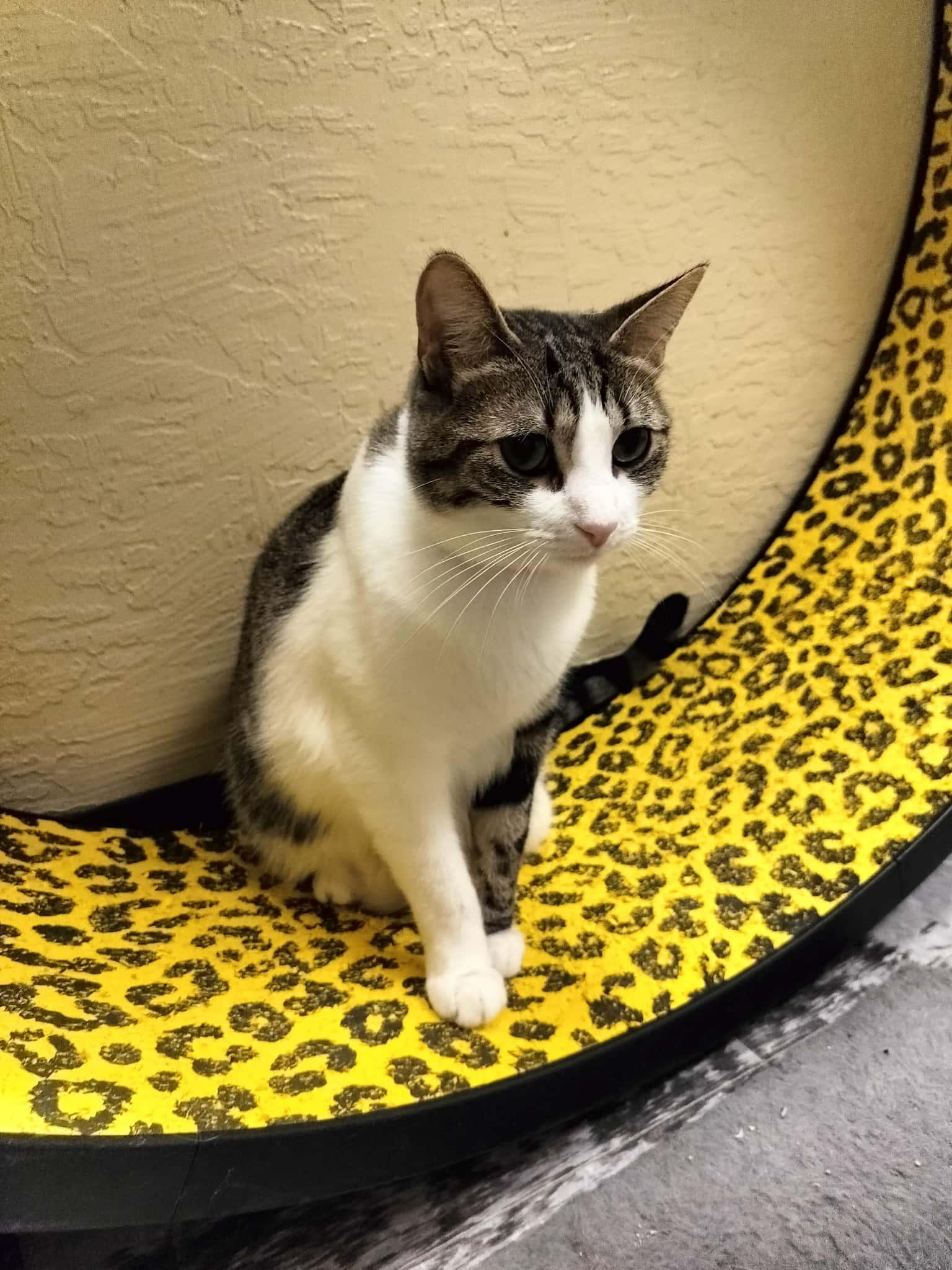 Click for full size picture - Daphne