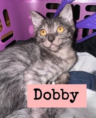 Dobby photo