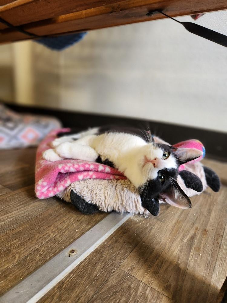 Cat 27389 (Webster) Cat 27389 (Webster)