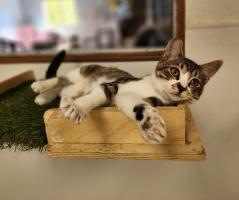 Kitten 27395 (Princess) Kitten 27395 (Princess)